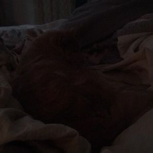 Meet your Posher, Natashalambert